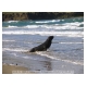 157_Fur Seal.jpg